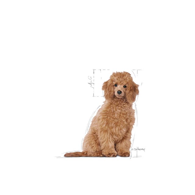 Royal Canin Poodle Puppy - 8