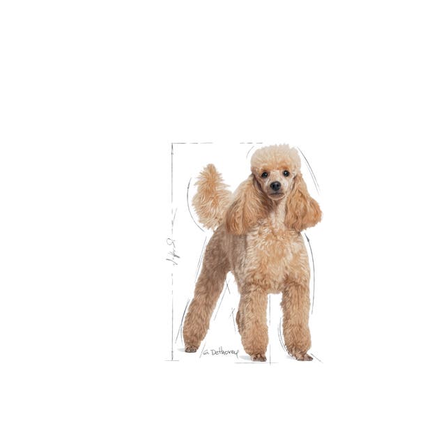 Royal Canin Poodle Adulto para Perro - 6