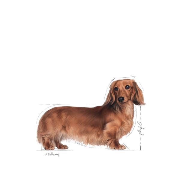 Royal Canin Dachshund Adulto para Perro Adulto - 5