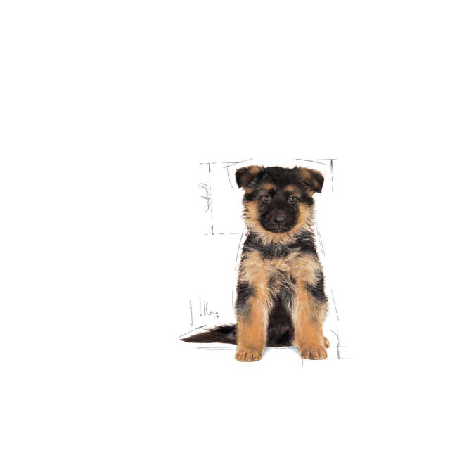 Royal Canin German Shepherd Puppy - 7
