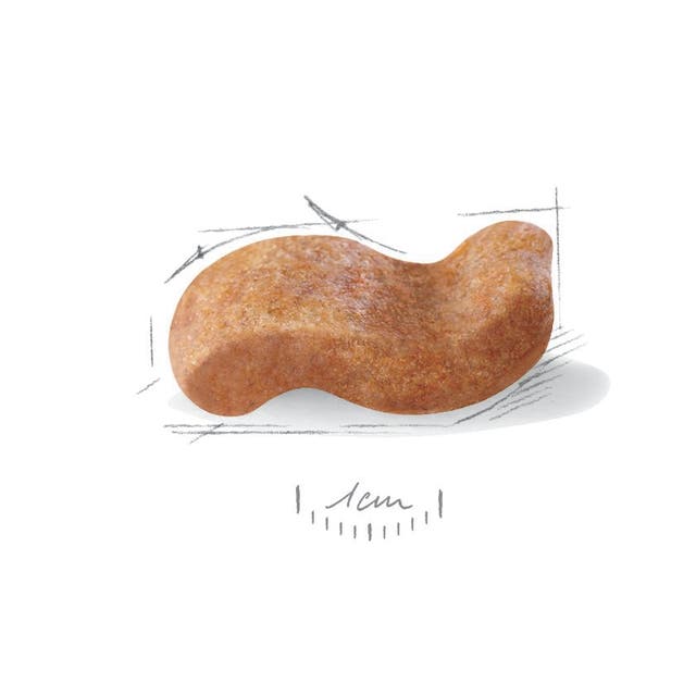 Royal Canin Boxer Adult para Perro Adulto Grande - 2