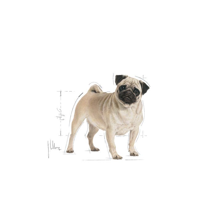 Royal Canin Pug Adult - 6