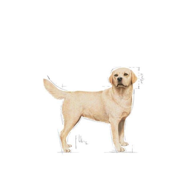 Royal Canin Labrador Retriever Adult - 6