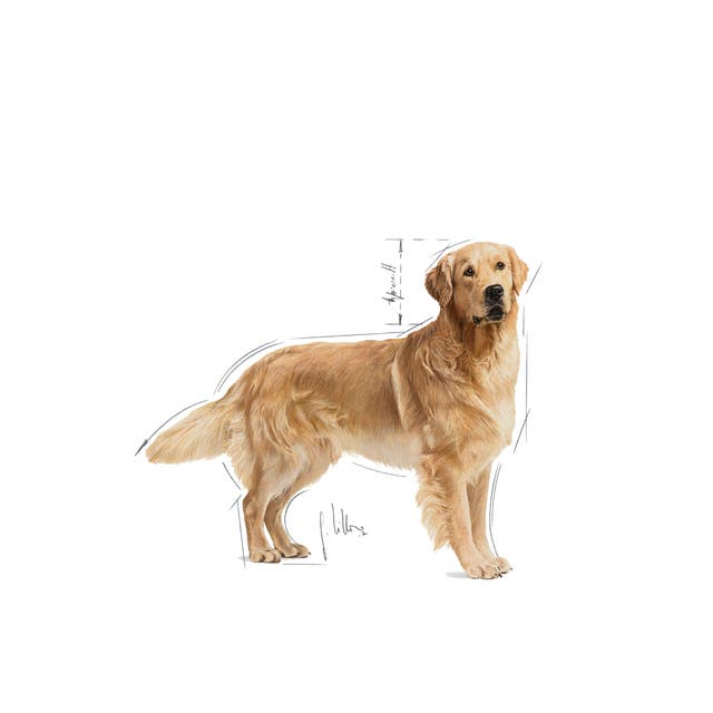 Royal Canin Golden Retriever Adult - 6