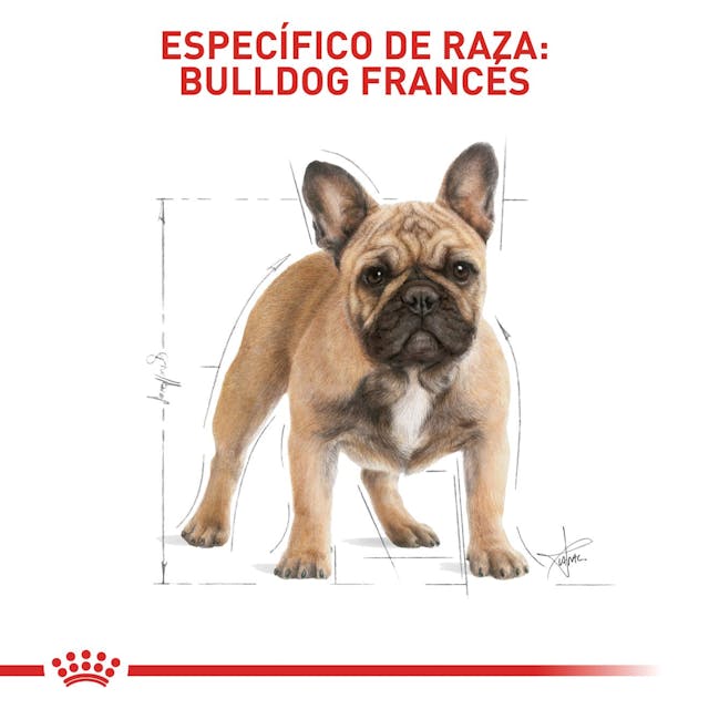 Royal Canin Bulldog Francés Adulto - 5
