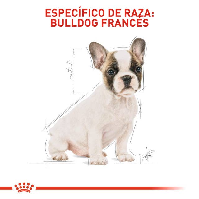 Royal Canin Bulldog Francés Cachorro - 5