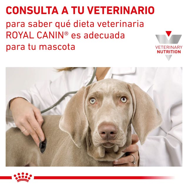 Royal Canin Recovery para Perro Necesidades Especiales - 4