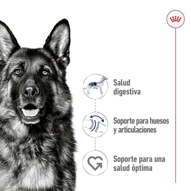 Royal Canin Maxi Adult Trocitos en Salsa para Perro Adulto Grande - 2