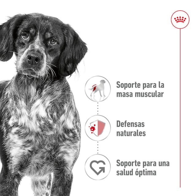 Royal Canin Medium Adult Trocitos en Salsa para Perro Adulto Mediano - 2