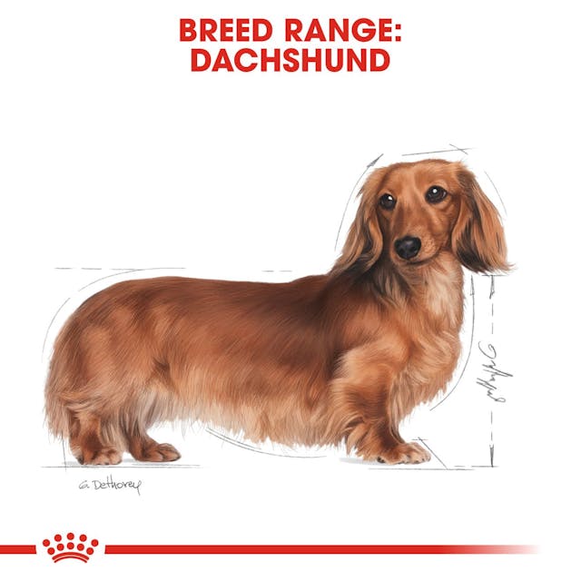Royal Canin Dachshund Húmedo para Perro Adulto - 2