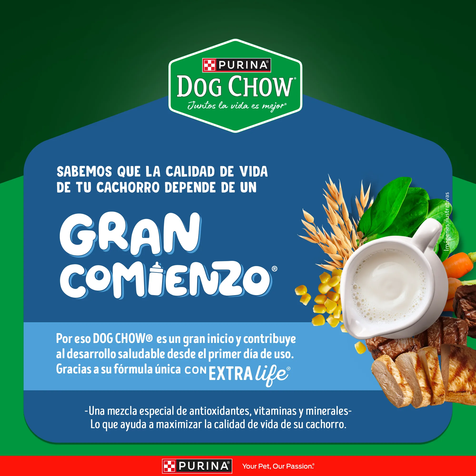 Dog Chow Gran Comienzo Cachorros Medianos y Grandes - 3